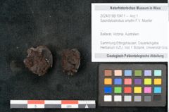 Foto (Objekt + Etikett) von Spondylostrobus smythii F.V. Mueller (NHMW-GEO-2024-0188-10411)